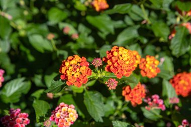 Rio de Janeiro Brezilya 'da bir bahçede Lantana Camara olarak bilinen bitki.