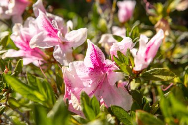 Rio de Janeiro Brezilya 'da bir bahçede açelya olarak bilinen bitki.