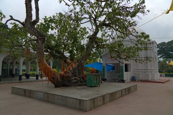 2022 Templo Jalpesh Bengala Ocidental Índia Árvore Sagrada Com Fios — Fotografia de Stock