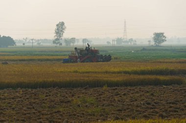 13.11.2022.West bengal, India. farmers in in rural india harvesting golden paddy crops.