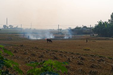 burning of straw hays in farm land