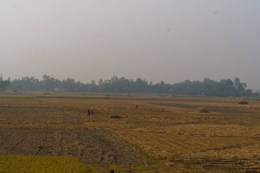 17.12.2022 .Vast spread out paddyfield with golden harvest spread across.