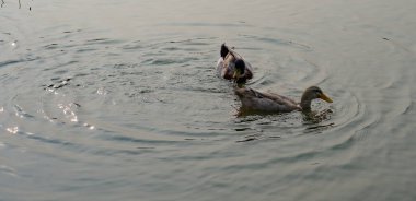 17.12.2022 . A pair of ducks swimming in water.