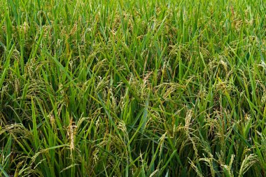 17.12.2022. Paddy crop and plants green in color awaiting to be riping.