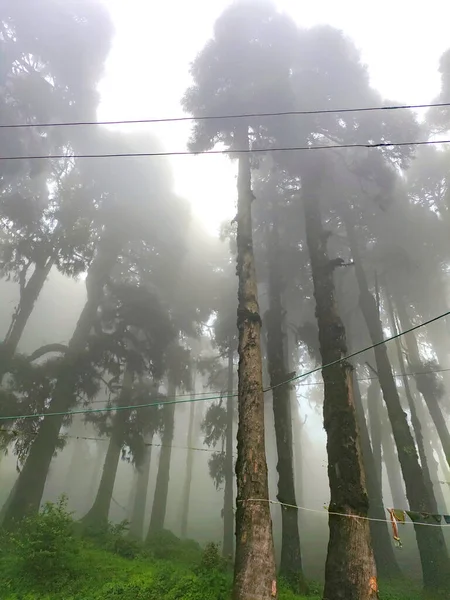 Çam Ormanındaki Sisli Bulutların Manzarası — Stok fotoğraf
