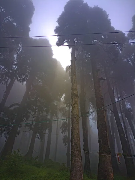 Zicht Een Mistige Wolken Het Dennenbos — Stockfoto