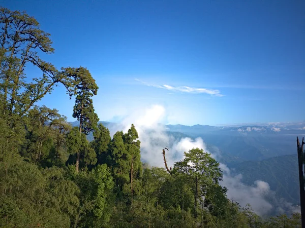 Floresta Pinheiros Dia Claro Ensolarado Com Vista Para Montanha — Fotografia de Stock