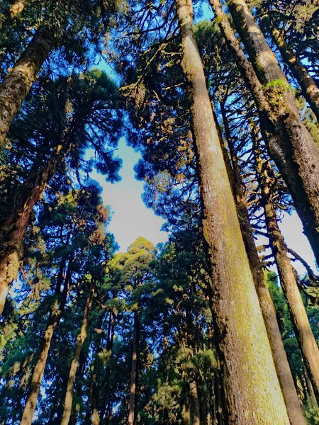 Bosque Pinos Claro Día Soleado Brillante —  Fotos de Stock