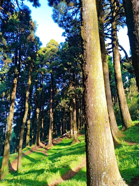 Bosque Pinos Claro Día Soleado Brillante —  Fotos de Stock