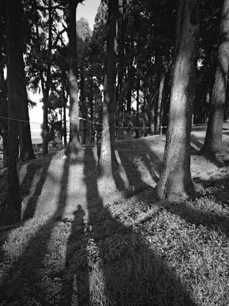 Çam Ormanı Açık Güneşli Bir Günde — Stok fotoğraf