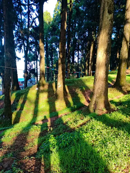Bosque Pinos Claro Día Soleado Brillante — Foto de Stock