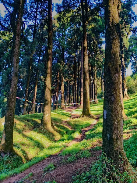 Floresta Pinheiros Dia Claro Ensolarado — Fotografia de Stock