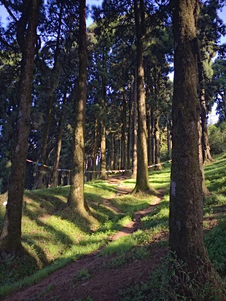Çam Ormanı Açık Güneşli Bir Günde — Stok fotoğraf