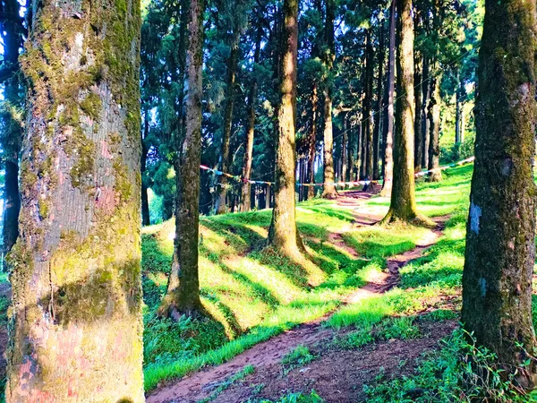 Floresta Pinheiros Dia Claro Ensolarado — Fotografia de Stock