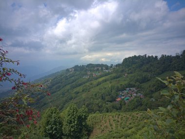 Darjeeling, Batı Bengal, Hindistan, Darjeeling 'deki çay bahçesi vadisi turistik bölgesi..