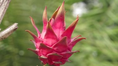 kırmızı renkli ejderha meyvesi terasta