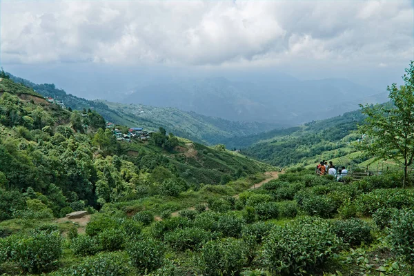 Darjeeling Zachodni Bengal Indie 2023 Widok Krajobraz Ogrodu Herbacianego Darjeeling — Zdjęcie stockowe