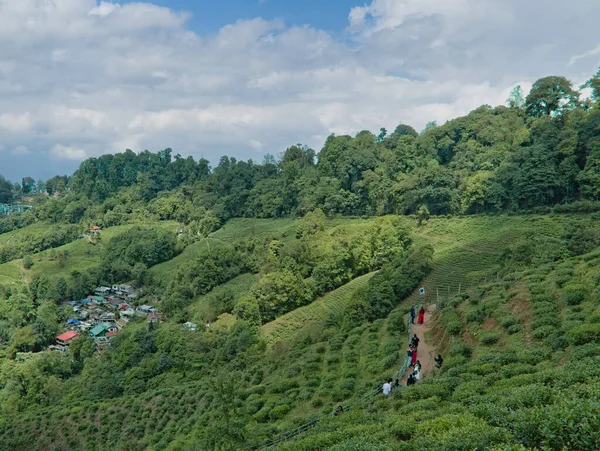 Darjeeling Westbengalen Indien 2023 Blick Auf Den Teegarten Der Darjeeling — Stockfoto