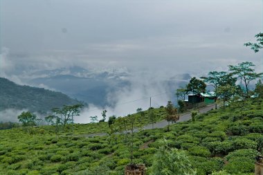 Kalimpong şehrinde çay bahçesi manzarası