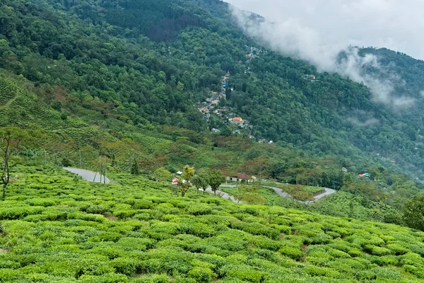 Blick Auf Den Teegarten Kalimpong Stadt — Stockfoto