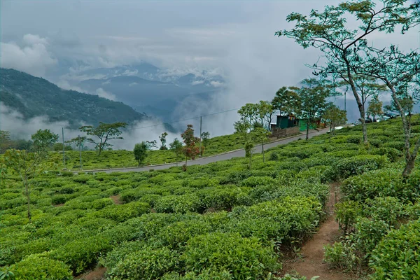 Kalimpong Şehrinde Çay Bahçesi Manzarası — Stok fotoğraf