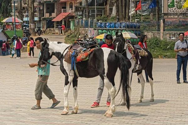 2023 Mirik West Bengal Indie Koně Připraveni Jízdu Svých Majitelů — Stock fotografie