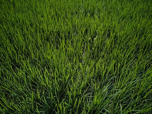 2023 Raiganj Westbengalen Indien Ansicht Des Reisfeldes Mit Verstopftem Wasser — Stockfoto