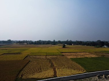 08.11.2023 Raiganj Batı Bengal Hindistan İHA 'lar tarafından Hindistan' da neredeyse olgunlaşmış çayırların en üst hava manzarası