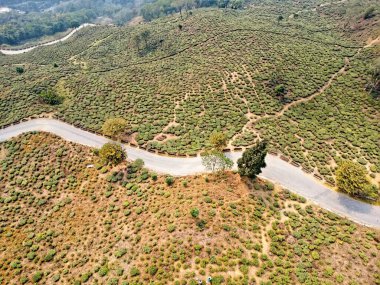 Darjeeling Batı Bengal Hindistan. Darjeeling 'deki çay bahçesi arasında hala kıvrımlı bir yol resmi var.