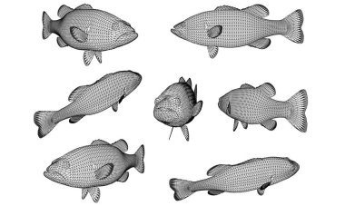 Kara levrek balık çokgen çizgileri çizimi. Beyaz arkaplanda soyut vektör balığı