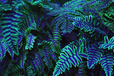 Lüksemburg LUGA 2025 'te bereketli neon eğreltiotları parıldıyor. Sürdürülebilir bahçe yeniliğinin büyüsünü yakalayan doğa ve ışık sanatının çarpıcı bir birleşimi..