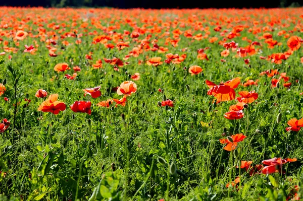 stock image Meadow chamomile flowers and red poppies, rural landscape