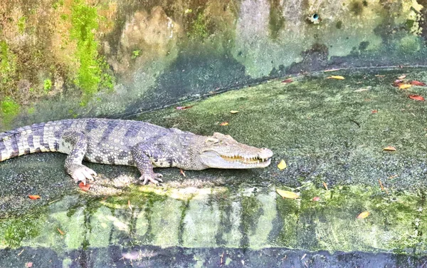 stock image Crocodiles in the pond, animals in the zoo