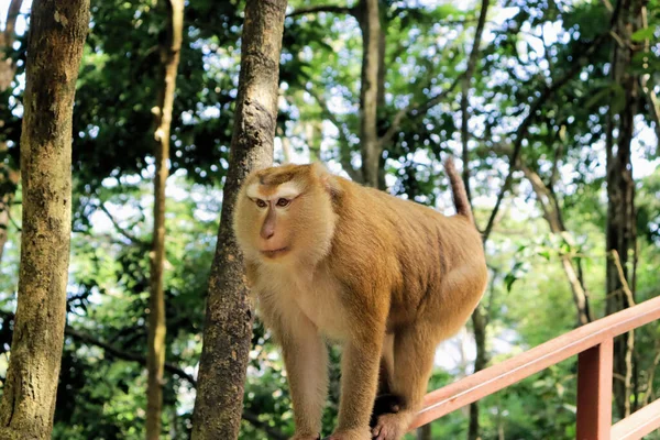 Macaco Rojo Parque Natural — Foto de Stock