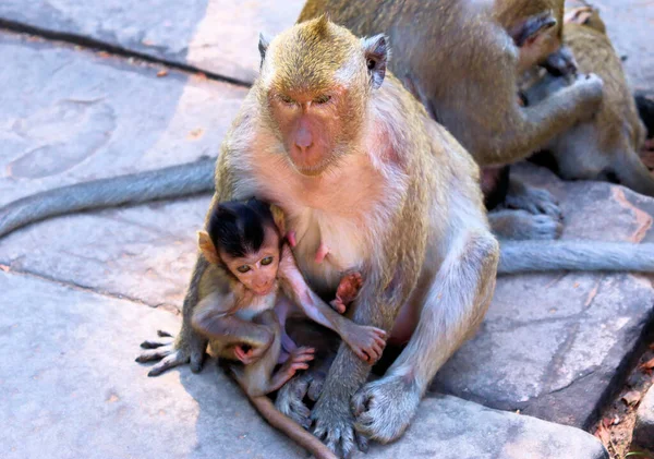 Flock Monkeys Cubs Angkor Cambodia — Stock Photo, Image