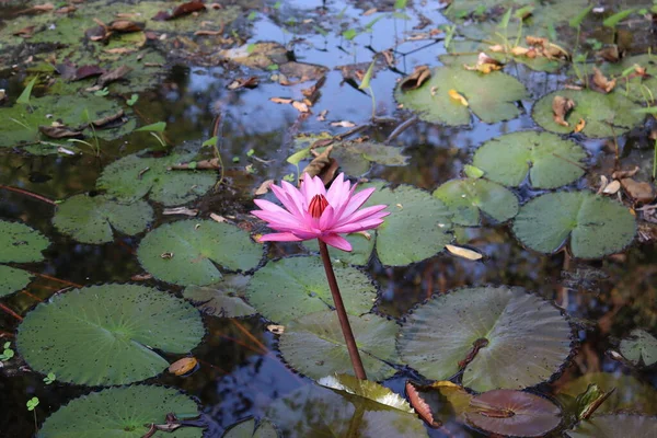 Lotas Rosa Florescendo Água Lagoa — Fotografia de Stock