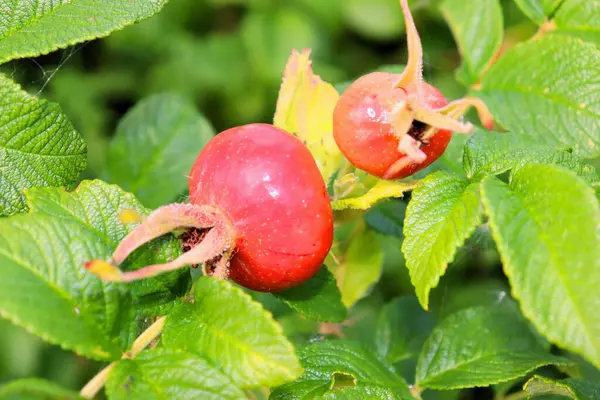 Rose Hip Bushes Berries Pink Flowers — Stock Photo, Image