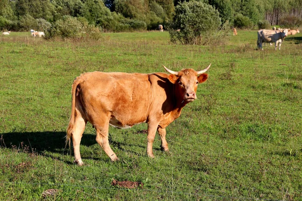 Krowy Polu Uprawnym Pasą Się Jedzą Soczystą Trawę — Zdjęcie stockowe