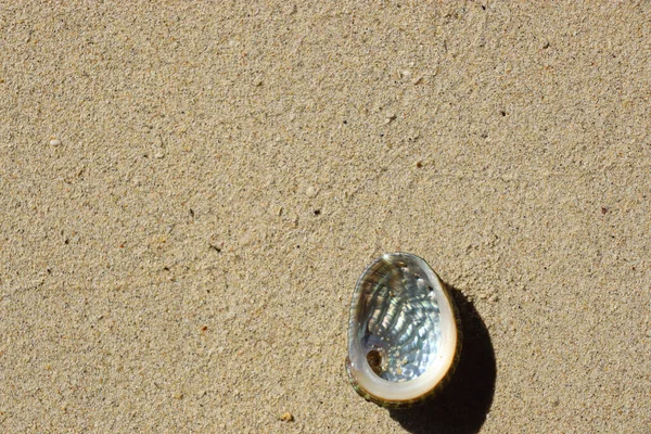 タイへの旅行 砂の貝殻 熱帯の楽園 — ストック写真