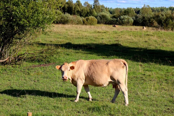 Корови Сільськогосподарському Полі Випасають Їдять Соковиту Траву — стокове фото
