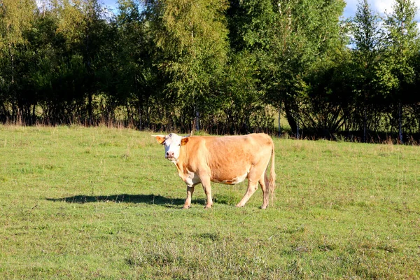 Krávy Poli Pasou Jedí Šťavnatou Trávu — Stock fotografie