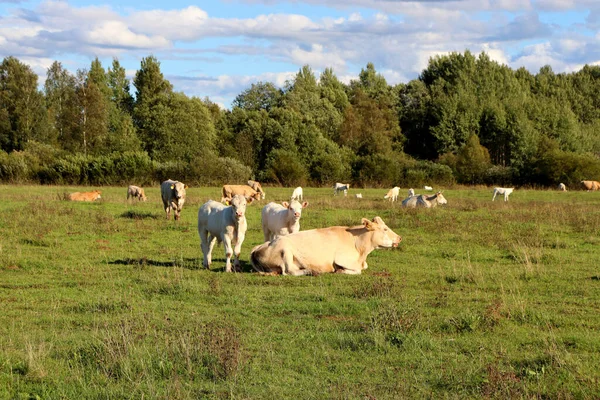 Kühe Auf Einem Bauernhof Weiden Und Fressen Saftiges Gras — Stockfoto