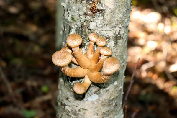 森のキノコ キノコは森の古い木に成長します — ストック写真