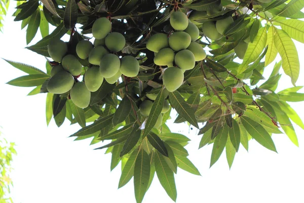 Viele Mangos Auf Dem Baum Früchte Reifen — Stockfoto