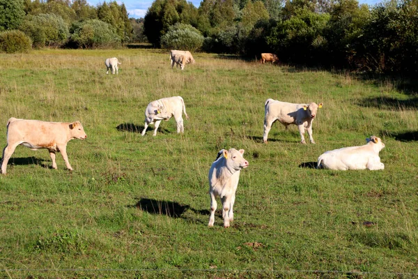 Корови Сільськогосподарському Полі Випасають Їдять Соковиту Траву — стокове фото