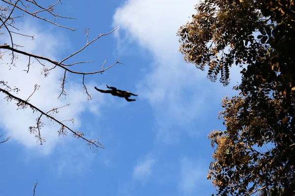 Eine Schar Wilder Affen Springt Von Einem Baum Zum Anderen — Stockfoto