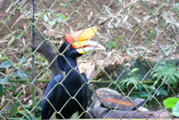 Mnohobarevné Papoušky Ptačím Parku Vzít Jídlo Ruky — Stock fotografie