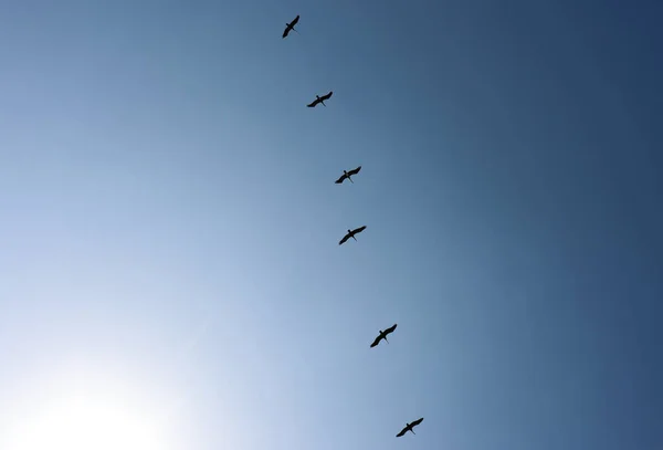 Turmă Păsări Zboară Cer Albastru — Fotografie, imagine de stoc