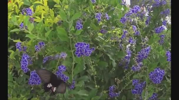 Pillangó Nektárt Iszik Legyeket Röptet Szárnyait Csapkodja — Stock videók