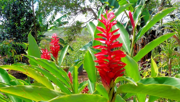 Flores Plantas Floresta Tropical — Fotografia de Stock